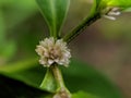 Alternanthera sessilis is an aquatic plant known by several common names, including Matikaduri in Assamese, ponnanganni,