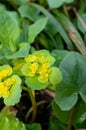 Chrysosplenium alternifolium - a species of flowering plant in the saxifrage family