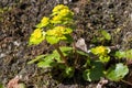 Chrysosplenium alternifolium, alternate-leaved golden-saxifrage