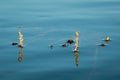 Alternate water-milfoil inflorescence