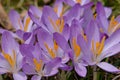 Alternating mauve and orange pattern in crocuses