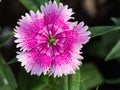 Alternating Pink Stripes Dianthus Flowe Royalty Free Stock Photo
