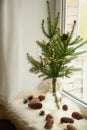 Alternative Christmas tree of natural branches in vase on windowsill. Cozy weekend.