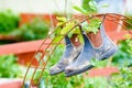 Alternative gardening Royalty Free Stock Photo