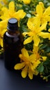 Alternative healing Yellow flowers of Hypericum, used in homeopathic remedies