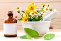 Alternative health care fresh herbal ,oil and wild flower with m Royalty Free Stock Photo