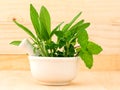 Alternative health care fresh herbal in white mortar . Royalty Free Stock Photo