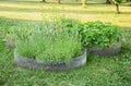 Alternative looking round shape clear acrylic homemade flower beds in home garden. With lavender flowers in bloom. Royalty Free Stock Photo