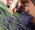 Alternative medicine. Collection and drying of herbs. Lavender essential oil. Herbalist woman preparing fresh scented