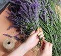 Alternative medicine. Collection and drying of herbs. Herbalist woman preparing fresh scented organic herbs for natural