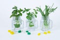 Alternative medicine. Herbal capsules and pills next to fresh mint and rosemary leaves in glass jars Royalty Free Stock Photo