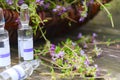 Alternative Medicine.Thyme and medical ampoules. Essential oils