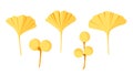 Alternative plant - ginkgo biloba leaves and berries. Vector set in flat style