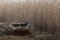 altes boot im schilf am see Royalty Free Stock Photo