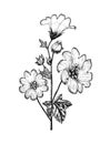 Althaea Botanical plant illustration. Vintage herbaceous perennial herbs. Hand drawn floral bouquets and wildflowers and Royalty Free Stock Photo