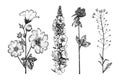 Althaea and Clover or trefoil and Capsella and Mullein or verbascum. Botanical plant illustration. Vintage herbaceous Royalty Free Stock Photo