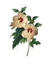 Althaea frutex | Antique Flower Illustrations Royalty Free Stock Photo