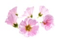 Althaea officinalis Royalty Free Stock Photo