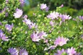 Althaea officinalis or marsh mallow flowers. Marshmallow is used as a medicinal plant and ornamental plant. Royalty Free Stock Photo