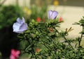 Althaea officinalis, or marsh mallow flower blooming in spring in the garden Royalty Free Stock Photo