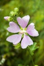 Althaea officinalis, or marsh-mallow flower closeup Royalty Free Stock Photo