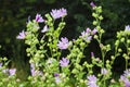 Althaea officinalis, or marsh-mallow flowers Royalty Free Stock Photo