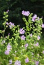 Althaea officinalis, or marsh-mallow flowers Royalty Free Stock Photo