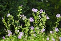 Althaea officinalis, or marsh-mallow flowers Royalty Free Stock Photo