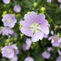 Althaea officinalis, or marsh-mallow plant with flowers Royalty Free Stock Photo