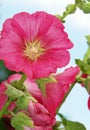 Althaea rosea Royalty Free Stock Photo