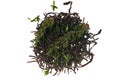 The Althaus Assam Meleng and thyme Royalty Free Stock Photo