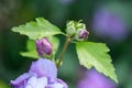 Rose of Sharon Hibiscus syriacus Ardens, double-flowered pink budding Royalty Free Stock Photo