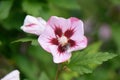 Rose of Sharon, Hibiscus syriacus hamabo blush pink flower, with dark red blotches Royalty Free Stock Photo