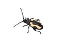 Alticini or Flea beetle on white background
