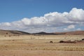 Altiplano. Bolivia
