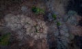 Aspens and spruces from the air Royalty Free Stock Photo