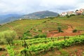 Alto Douro vineyards, Portugal