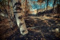 Altomontana path crosses autumnal birch trees in Etna Park
