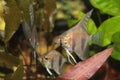 Altum Angelfish aquarium fish