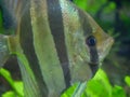 Altum angelfish swimming in Fish Tank Aquarium