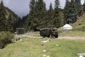 Altyn-Arashan, Kyrgyzstan, August 13 2018: Picnic place with yurt and old truck Royalty Free Stock Photo