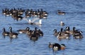 Aluetian Cackling Geese at Medi Park, Amarillo Texas