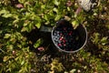 Aluminium cup with blueberries in the blueberries bush in the Ca Royalty Free Stock Photo