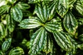 Aluminium Plant Pilea cadieri background of leaves. A tropical plant cultivated