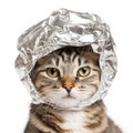 Aluminum Foil Hat on Cat, Aluminium Paper Helmet, Conspiracy Comic Cat, Tinfoil Cap