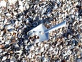 Aluminum kids toy shoulder blade. Summer fun. Shell beach, photo