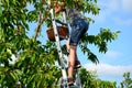 On an aluminum ladder in the crown of cherries reaps red fruits a young girl in shorts from jeans. she is slim and beautiful. brig