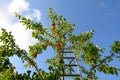 On an aluminum ladder in the crown of cherries reaps red fruits a young girl in shorts from jeans. she is slim and beautiful. brig