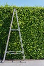 Aluminum ladder with wall green