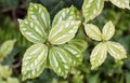 Aluminum Plant Leaves Closeup